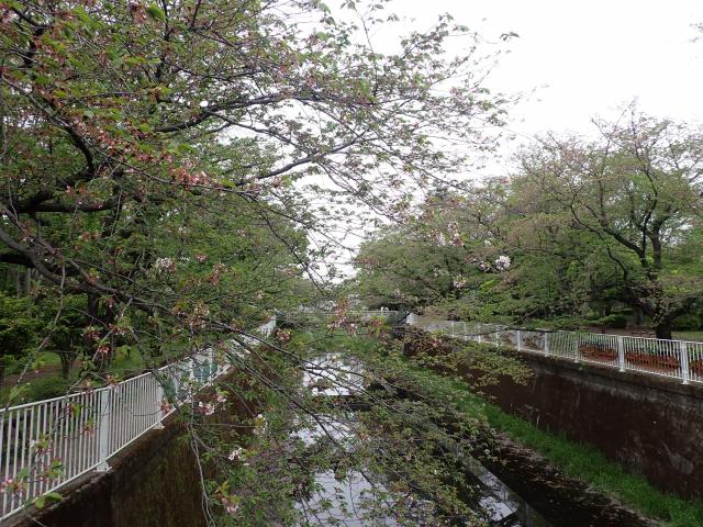 画像：仙川平和公園（4月18日）