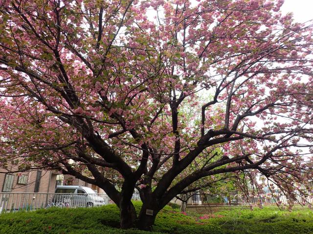 画像：仙川平和公園の関山（カンザン）桜