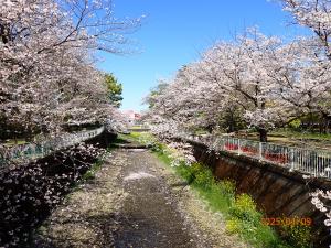画像：仙川平和公園の桜の様子（拡大画像へのリンク）