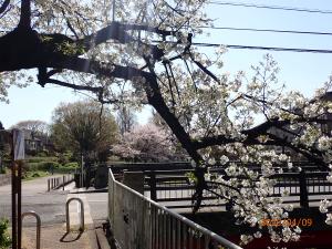 画像：桜の様子（拡大画像へのリンク）