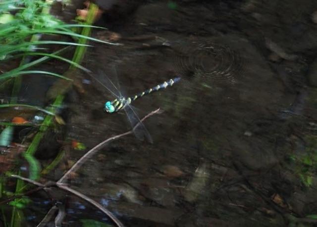画像：オニヤンマの飛翔写真