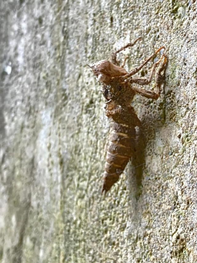 画像：オニヤンマ羽化後の抜け殻の写真