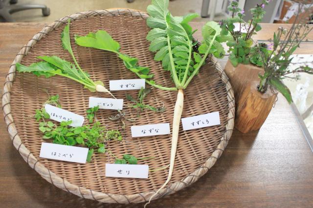 画像：絵本の家のお庭でとれた春の七草です