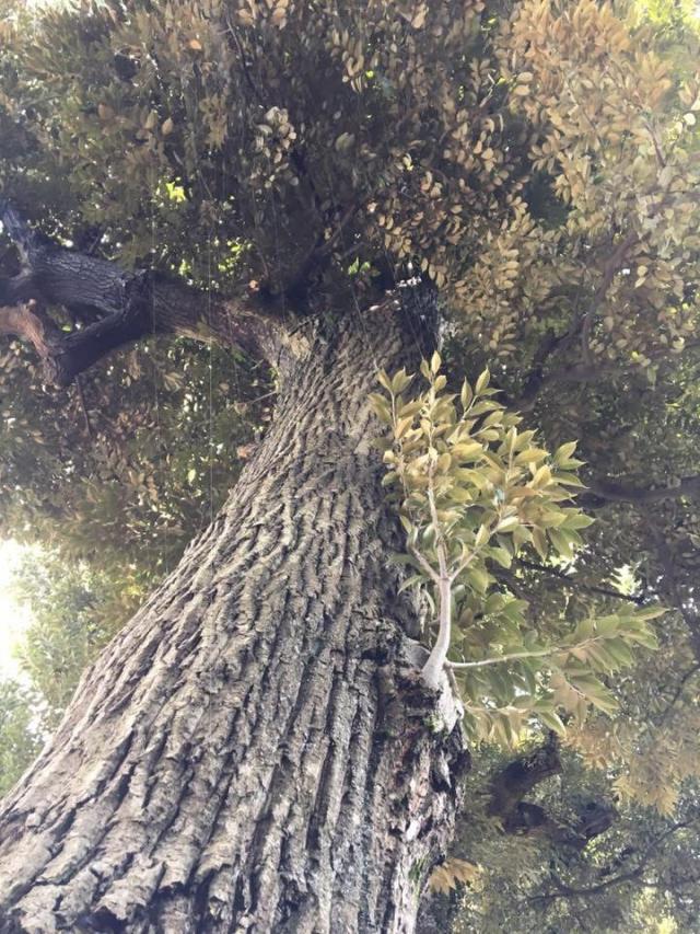 画像：スダジイの幹の写真