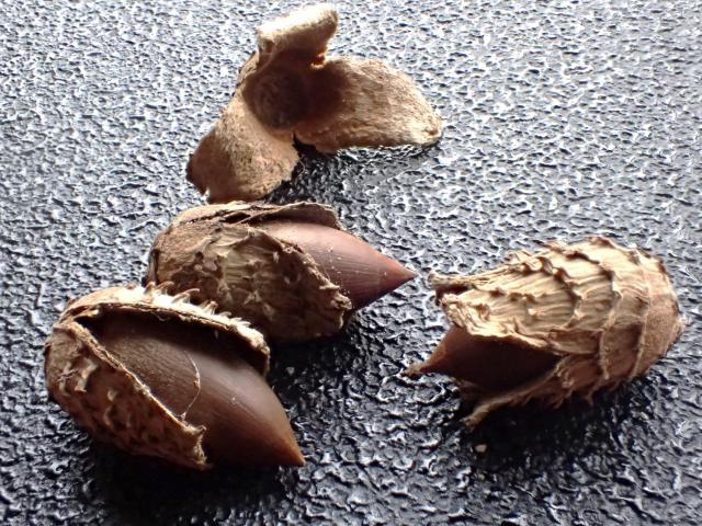 画像：スダジイの実の写真