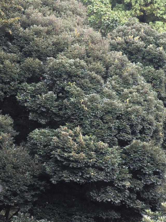 画像：スダジイの写真