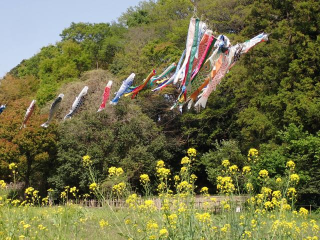 画像：田んぼを背景にこいのぼりが風に揺れている様子の写真