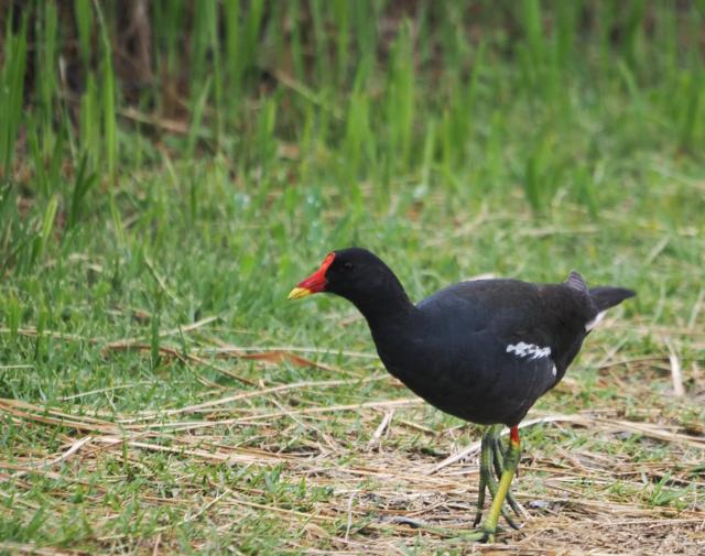 画像：歩くバン