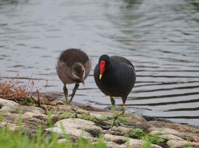 画像：幼鳥と歩く成鳥