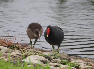 画像：幼鳥と歩く成鳥（拡大画像へのリンク）