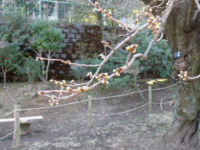 画像：三鷹台児童公園の桜の様子（3月16日）