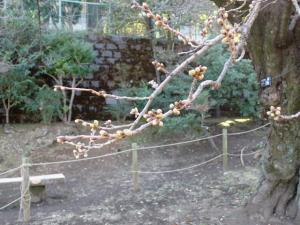 画像：三鷹台児童公園の桜の様子（3月16日）（拡大画像へのリンク）