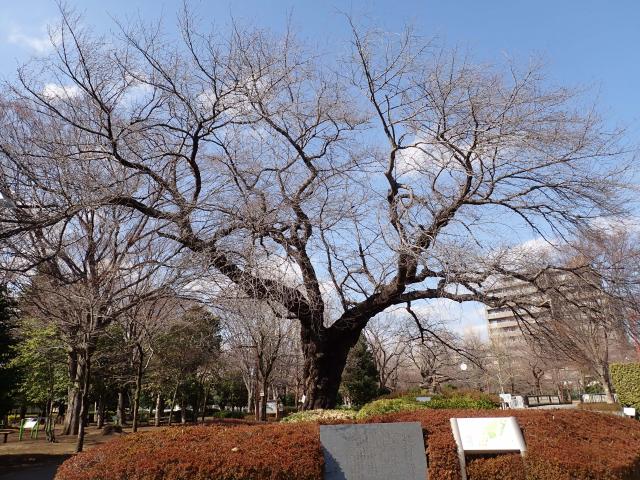 画像：仙川平和公園の桜の様子（3月16日）