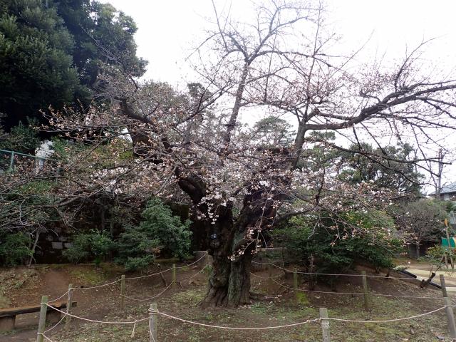 画像：三鷹台児童公園の桜の様子（3月23日）