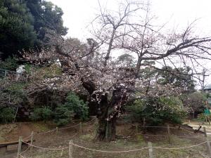 画像：三鷹台児童公園の桜の様子（3月23日）（拡大画像へのリンク）