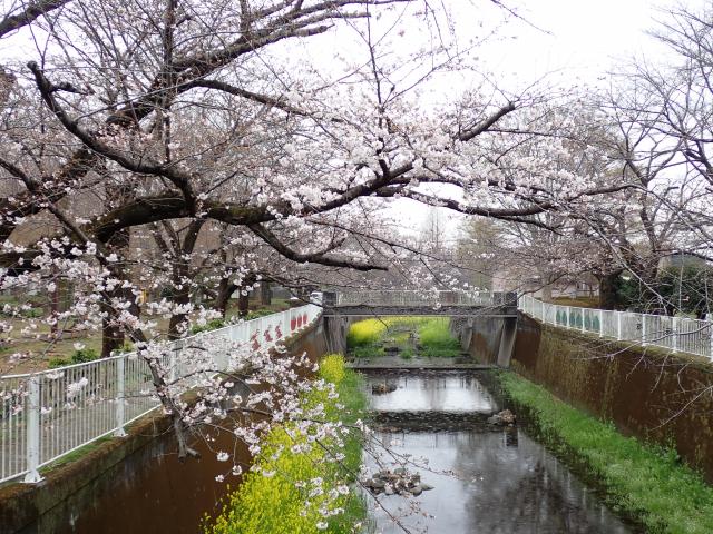 画像：仙川沿いの桜の様子（3月23日）
