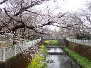 画像：仙川沿いの桜の様子（3月23日）（拡大画像へのリンク）