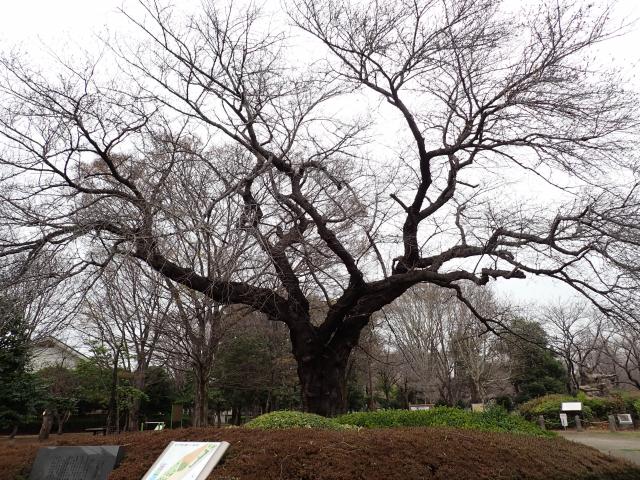 画像：仙川平和公園の桜の様子（3月23日）