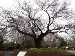 画像：仙川平和公園の桜の様子（3月23日）（拡大画像へのリンク）