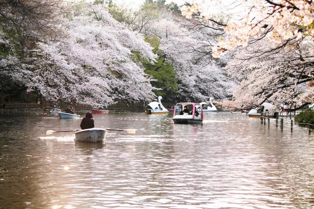 画像：井の頭公園で咲いている桜の風景