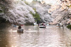 画像：井の頭公園で咲いている桜の風景（拡大画像へのリンク）