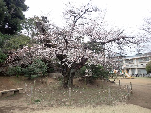 画像：三鷹台児童公園の桜の様子（3月25日）