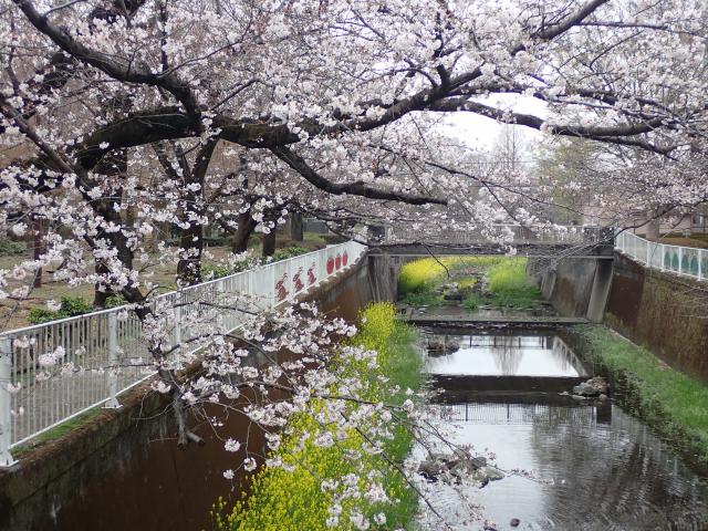 画像：仙川沿いの桜の様子（3月25日）