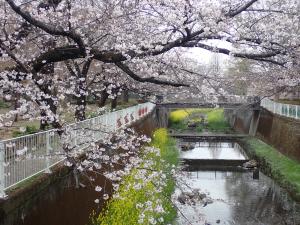 画像：仙川沿いの桜の様子（3月25日）（拡大画像へのリンク）