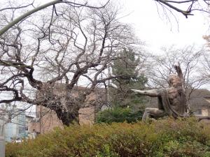 画像：仙川平和公園の桜の様子（3月25日）（拡大画像へのリンク）