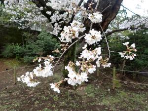 画像：三鷹台児童公園の桜の様子（3月27日）（拡大画像へのリンク）