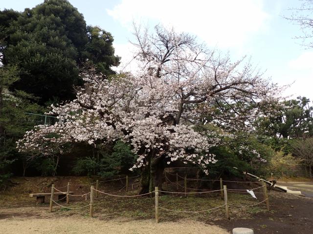 画像：三鷹台児童公園の桜の様子（3月27日）