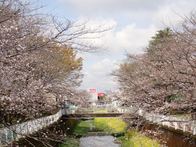 画像：仙川沿いの桜の様子（3月27日）