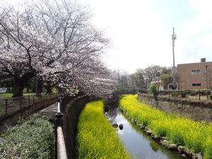 画像：仙川沿いの桜の様子（3月27日）（拡大画像へのリンク）