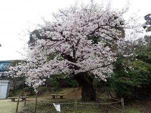 画像：三鷹台児童公園の桜の様子（3月30日）（拡大画像へのリンク）