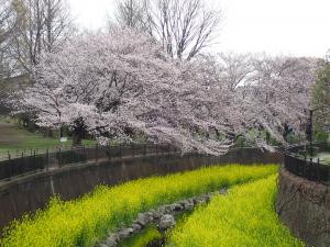 画像：仙川沿いの桜の様子（3月30日）（拡大画像へのリンク）