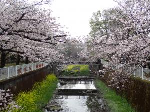 画像：仙川沿いの桜の様子（3月30日）（拡大画像へのリンク）