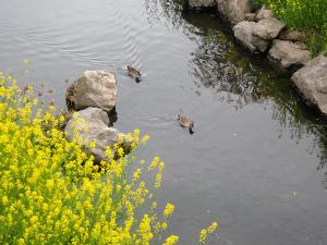 画像：仙川を泳ぐカルガモ（3月30日）（拡大画像へのリンク）