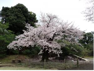 画像：三鷹台児童公園の桜の様子（4月1日）（拡大画像へのリンク）
