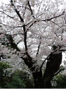 画像：三鷹台児童公園の桜の様子（4月1日）（拡大画像へのリンク）