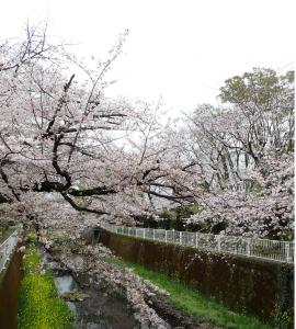 画像：仙川公園の桜の様子（4月1日）（拡大画像へのリンク）