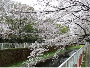 画像：仙川公園の桜の様子（4月1日）（拡大画像へのリンク）