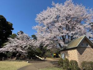 画像：三鷹台児童公園の桜の様子（4月3日）（拡大画像へのリンク）