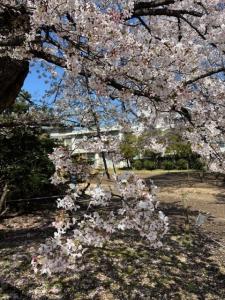 画像：三鷹台児童公園の桜の様子（4月3日）（拡大画像へのリンク）