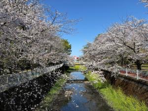 画像：仙川平和公園の桜の様子（4月3日）（拡大画像へのリンク）
