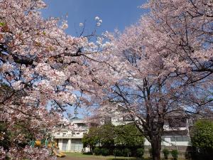 画像：三鷹台児童公園の桜の様子（4月6日）（拡大画像へのリンク）