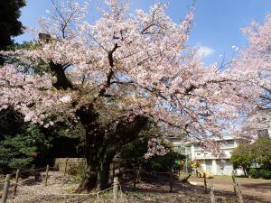 画像：三鷹台児童公園の桜の様子（4月1日）（拡大画像へのリンク）