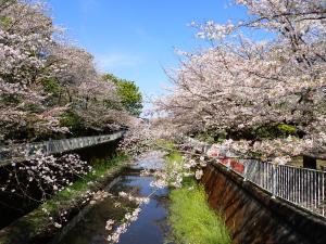画像：仙川公園の桜の様子（4月1日）（拡大画像へのリンク）