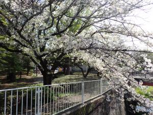 画像：仙川公園の桜の様子（4月1日）（拡大画像へのリンク）
