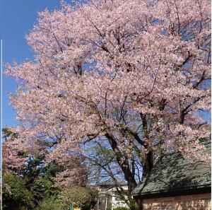 画像：三鷹台児童公園の桜の開花状況(4月8日)（拡大画像へのリンク）