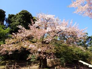 画像：三鷹台児童公園の桜の開花状況(4月8日)（拡大画像へのリンク）